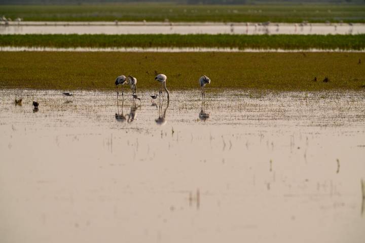 La gripe aviar se extiende en Doñana: dos cigüeñas más han dado positivo