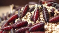 Flesh-eating screwworms detected near Texas border