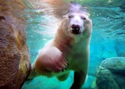 Making a splash: Playful polar bear debuts at Midwest zoo