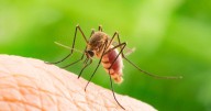 West Nile virus found in Fergus County mosquitoes