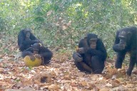 Los chimpancés toman el equivalente a medio litro de cerveza al día, según un estudio