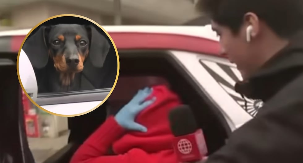 Perrita sobreviviente de ataque contra abogada fue llevada por presunto familiar: Estuvo escondida bajo los asientos Periodista mostró su preocupación por el destino de la mascota, que permaneció esco