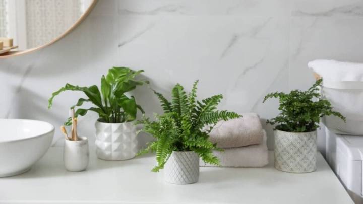 Si querés sumar vida a tu baño, estas ideas de decoración con plantas resistentes al vapor y poca luz son ideales