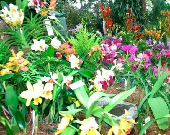 Posadas se llena de orquídeas: llega la 25ª Expo Feria