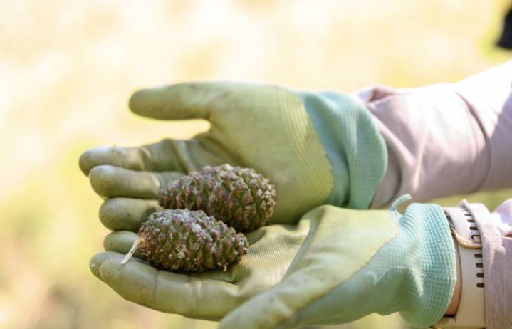 Volunteers make an impact on Colorado forests, one pine cone at a time