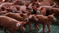 China anuncia aranceles temporales de hasta el 62% a la carne de cerdo de la UE
