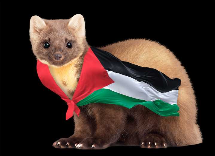 Pine martens for Palestine