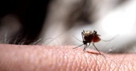 Delaware County, Pennsylvania, identifies first human case of West Nile virus for 2025