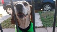 Buscan desesperadamente a Teo, un perro perdido en el barrio Los Flores: su familia ofrece recompensa