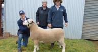 Dubbo Invitational ram sale 2025, averages, top price, clearance