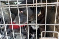 Matan perros a bebé en Matamoros