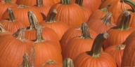 How Kentucky’s dry weather stretch is impacting pumpkin picking season