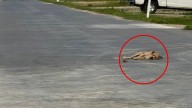 Texas Pup Gave Up In The Middle Of The Road, But His Story Was Far From Over