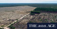 Carbon for Conservation: WA Labor government abandons tree-planting initiative after Woodside pulls out