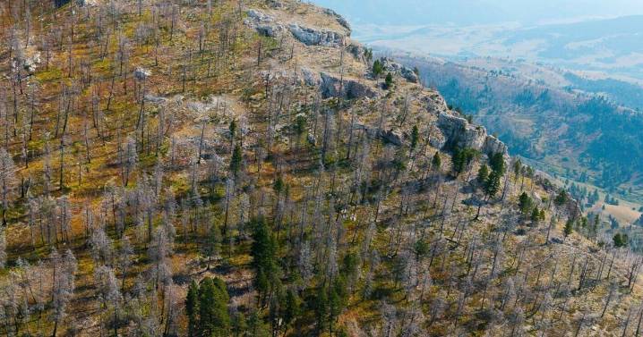 Five years after the fire: Survival, loss and renewal in Bridger Canyon after the blaze