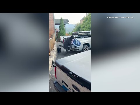 Bears Steal From Car as Family Watches in Disbelief