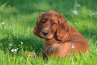 13 Soulful Dog Breeds Known For Their Beautiful Eyes