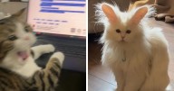 80 Amazing Cats With Immaculate Auras