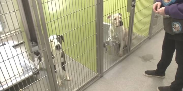 Long Co. Animal Control closed due to parvovirus outbreak