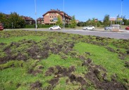 Los jabalís le cogen el gusto a las rotondas de Gijón