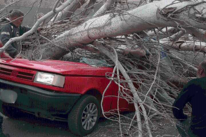 Una persona murió aplastada por un árbol en calle Rawson de Maipú