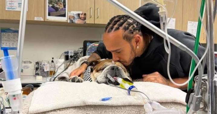 Lewis Hamilton comparte desgarrador mensaje sobre el estado de salud de su perro
