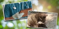 Zoológico La Pastora responde a críticas por estado de salud de osa rescatada