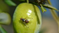 Se va a buscar setas y acaban metidos en una pesadilla gracias a este ejército de insectos
