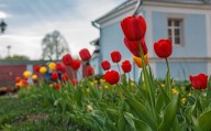 Plant this fall for stunning spring bouquets