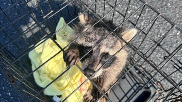 Kentucky nurse gives CPR to drunk baby raccoon trapped in a dumpster