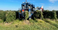 Westfield's grape harvest bounces back after 2024 frost devastated crop