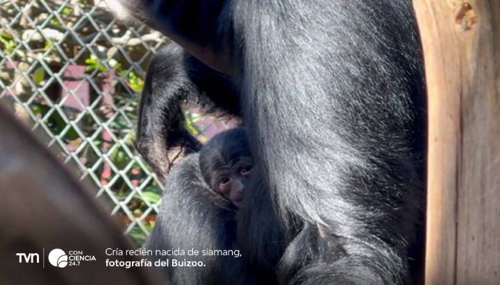 Cría de siamang nace en Bioparque Buinzoo: especie en peligro de extinción