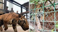 16 Felinos Han Sido Rescatados en Sinaloa Durante Ola de Violencia; Esto Sabemos