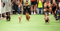 31 Things to Do in the DC Area This Week and Weekend