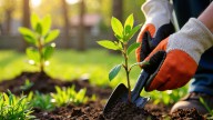 8 Fruits You Should Grow From Cuttings For A Thriving Harvest