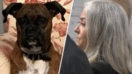 Costa Mesa woman registered dog to vote to make a point, attorney says