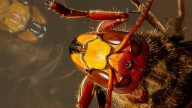 The Invasive Insect That May Be Threatening The Pollinators In Your Yard