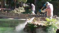 El Parque de María Luisa reabre tras aplicar el protocolo frente a la gripe aviar