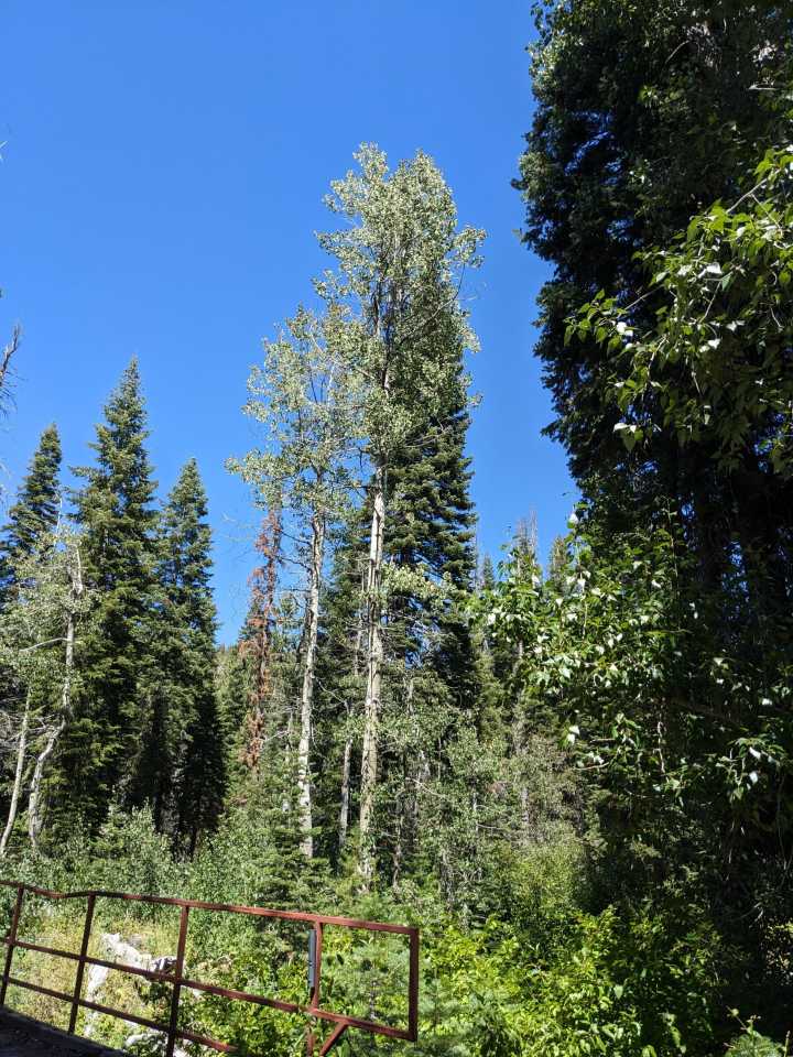 Salmon & Packer Creek Aspen Restoration Project to launch in Tahoe National Forest