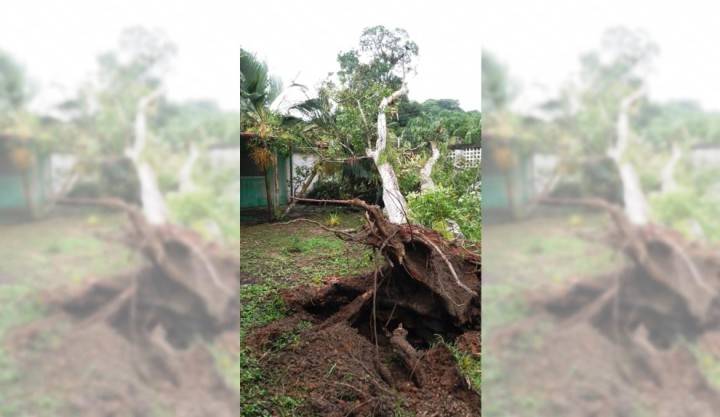 Árbol que se cayó en la TELB Cecilio Acosta no hizo daño a nadie