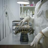 'Roasted alive': Greek wildlife suffers as climate changes