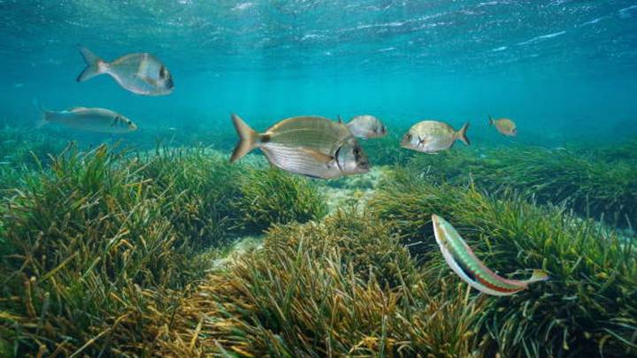 Oceanógrafos concluyen esta importante tarea en los mares de Baleares: "Tiene un alto valor ecológico"