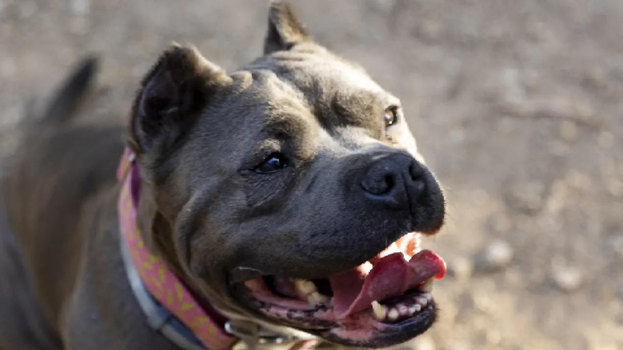Pequeño de dos años murió tras brutal ataque de un perro pitbull en Cesar