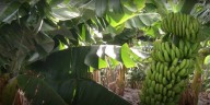 Una helada tardía agravó la crisis productiva en Formosa