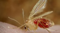 La Carlota activa medidas de prevención tras detectarse un caso de Leishmaniasis en el municipio