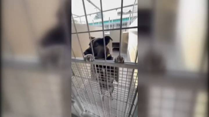 LA Animal Services' transfer program raises concern by some animal lovers