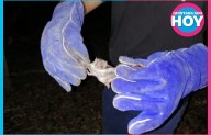 Capturan murciélagos en Lázaro Cárdenas para prevenir brotes de rabia en ganado