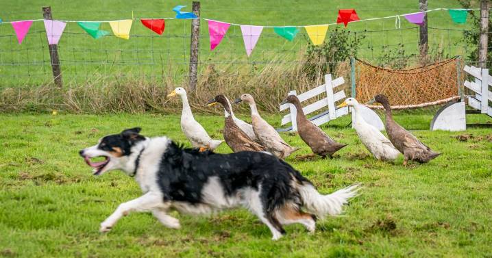 In pictures: Families flock to Lanarkshire museum's first Dog and Duck Day