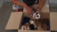 En las estaciones de TransMilenio ya están vendiendo hasta perros: video genera indignación