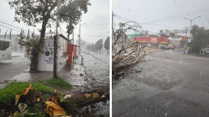Cae un árbol en Bosques de San Sebastián tras la granizada de este miércoles